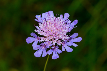 Purple Flower