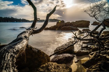 Dead wood and rocks in the morning light on a beach