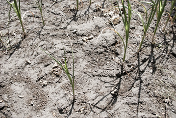 Junge vertrocknete Maispflanzen / Maisfeld, Dürre in Schleswig-Holstein / Deutschland 2018