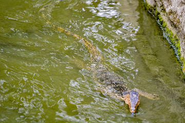 Close up view of Varanus salvator, commonly known as the water monitor or common water monitor and the a large lizard native to South and Southeast Asia. Water monitors are one of the most common moni