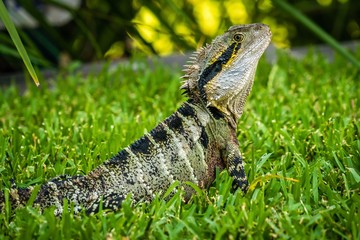 Close up shot of an Australian water dragon with crest looking at the camera