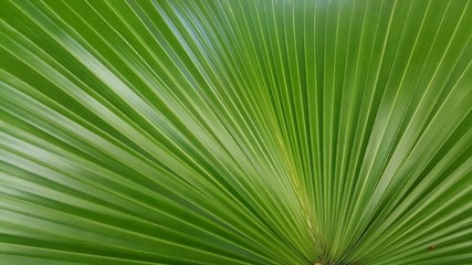 Green sugar palm leaf background
