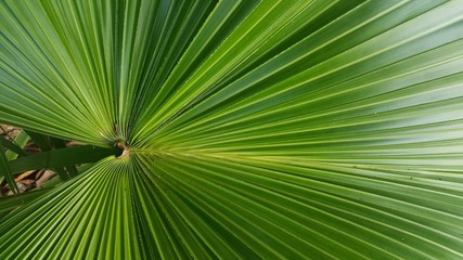 palm leaf background wallpaper sugar pattern detail line plant green
