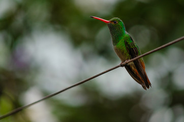 colibrí © fotoduende