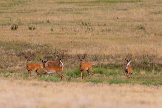Herd of Whitetail Deer Bucks in Velvet