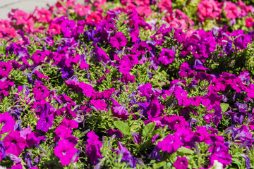 A flower bed with colorful flowers on it.