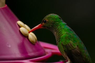 Colibrí © fotoduende