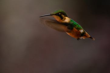 Chaetocercus heliodor © fotoduende