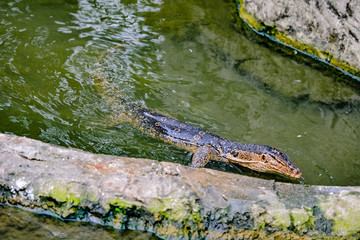 Close up view of Varanus salvator, commonly known as the water monitor or common water monitor and the a large lizard native to South and Southeast Asia. Water monitors are one of the most common moni