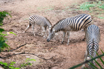 Fototapeta na wymiar Two zebra in Thailand Zoo