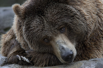 Obraz premium Oso pardo - Brown Bear