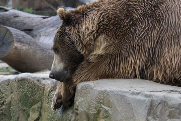 Oso pardo - Brown Bear