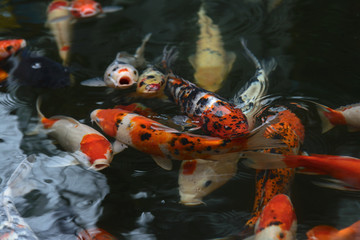 fish CARP fancy / koi in pond, japanese National animal