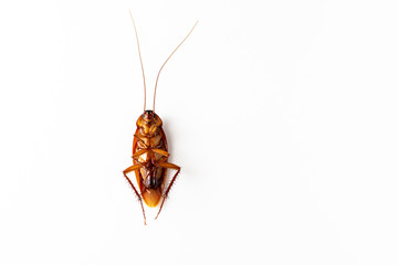 Cockroach on the background white
