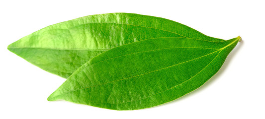 Fototapeta na wymiar fresh cinnamon leaves isolated on the white background