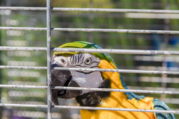 Big colorful parrot in the white cage.