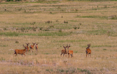 Naklejka na ściany i meble Herd of Whitetail Deer Bucks in Velvet
