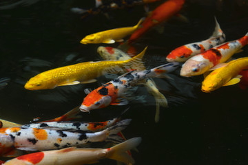 fish CARP fancy / koi in pond, japanese National animal