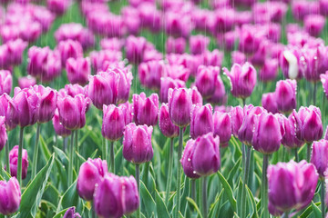 Obraz premium tulip