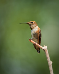 Female Rufous Hummingbird 