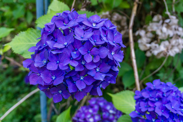 Blue Hydrangea Blossoms Closeup 3