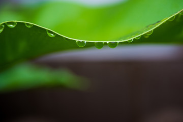Close up green leaf with water drops. Beautiful leaf texture in nature. Natural background