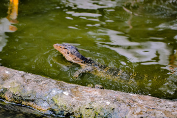 Close up view of Varanus salvator, commonly known as the water monitor or common water monitor and the a large lizard native to South and Southeast Asia. Water monitors are one of the most common moni