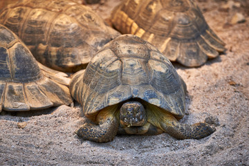 Mehrere Schildkröten / Landschildkröten liegen im Sand