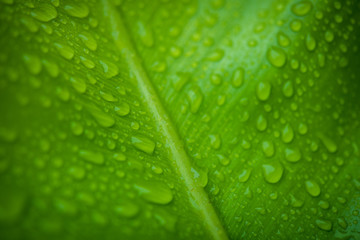 Close up green leaf with water drops. Beautiful leaf texture in nature. Natural background