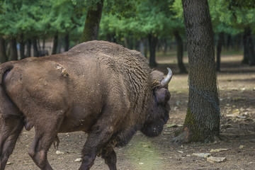 European bison in the natural area