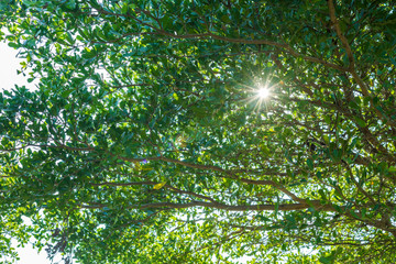 Fototapeta na wymiar branch of green leaf with sunlight