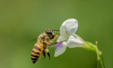 Honeybee over the flower