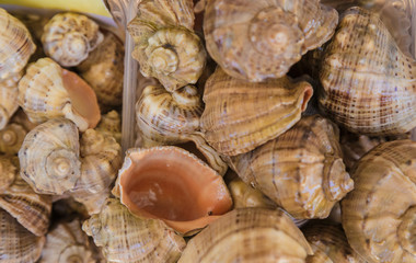 Box of shells fresh from the sea, ocean.