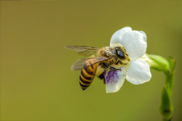 Honeybee entering flower
