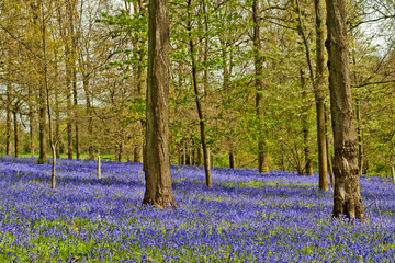 Bluebell Woods Greys Court Oxfordshire England