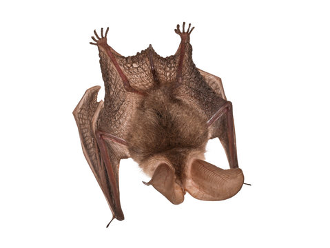 Brown long-eared bat (Plecotus auritus), isolated on white background