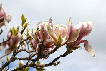 Magnolia in the breeze