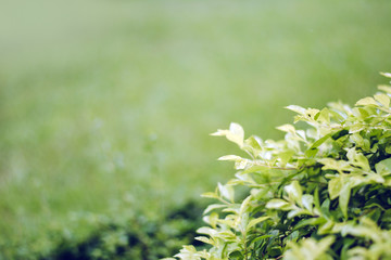 Green background from a tree,nature concept.