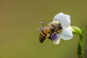 Honeybee in front of flower