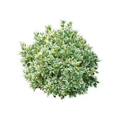 Obraz premium Green bush isolated on white background. Round ornamental bush.