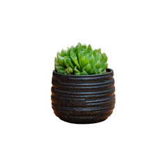Green succulent house plant in black pot isolated on white background.