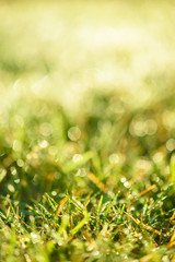 Nature Background with drops of dew on a fresh green grass with beautiful bokeh effect