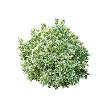 Green bush isolated on white background. Round ornamental bush.