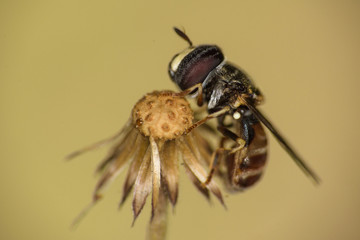 Horsefly going to sleep