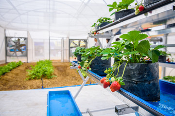 Strawberry growing in a greenhouse
