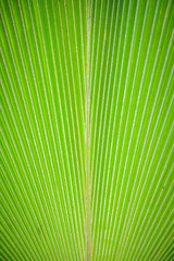 Texture of a green leaf as background