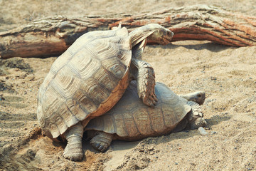 Reproduction of large land giant gray turtles. The breeding season for a pair of adult turtles in the summer in the national park. Mating of turtles