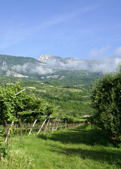 Fototapeta na wymiar Mountain vineyard in Italy