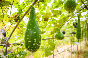 Bottle gourd or calabash gourd and the other name is Lagenaria siceraria nice green vegetable