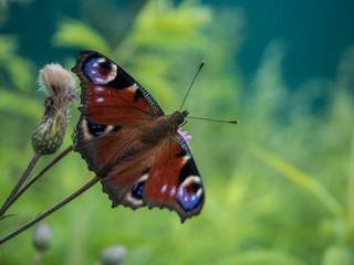 Butterfly on a flower